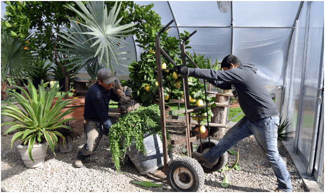 A Gardener’s Guide to Storing Non-Hardy Plants Indoors for the Winter